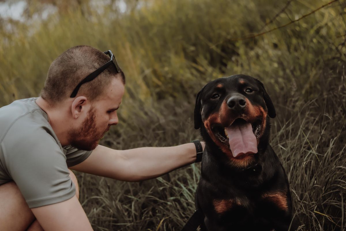 Pet insurance enquiries